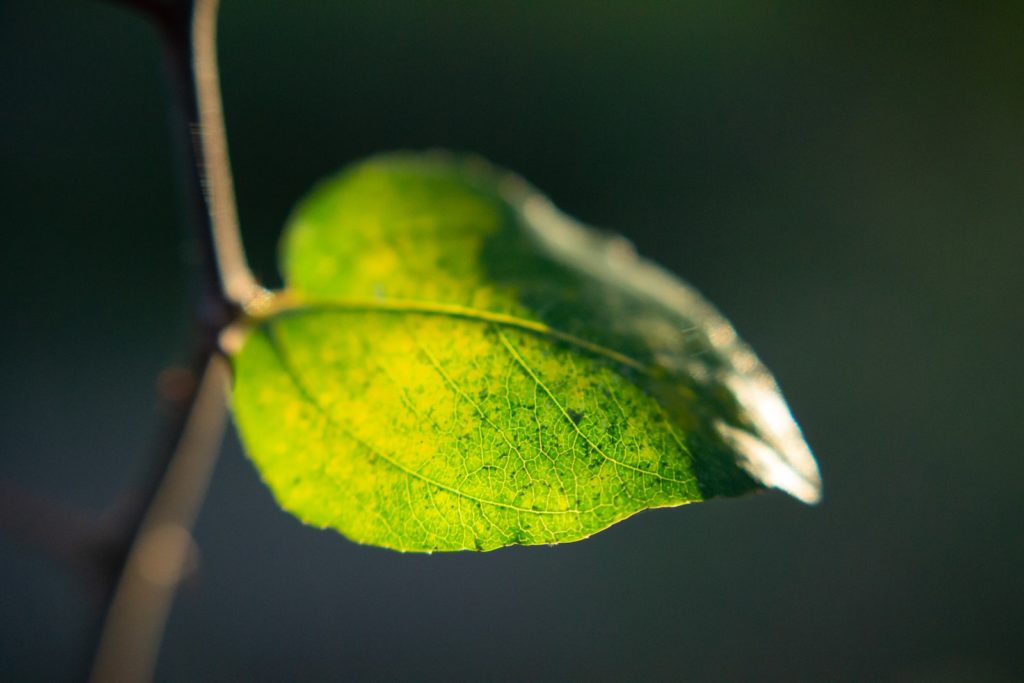 green leaf with bokeh lights